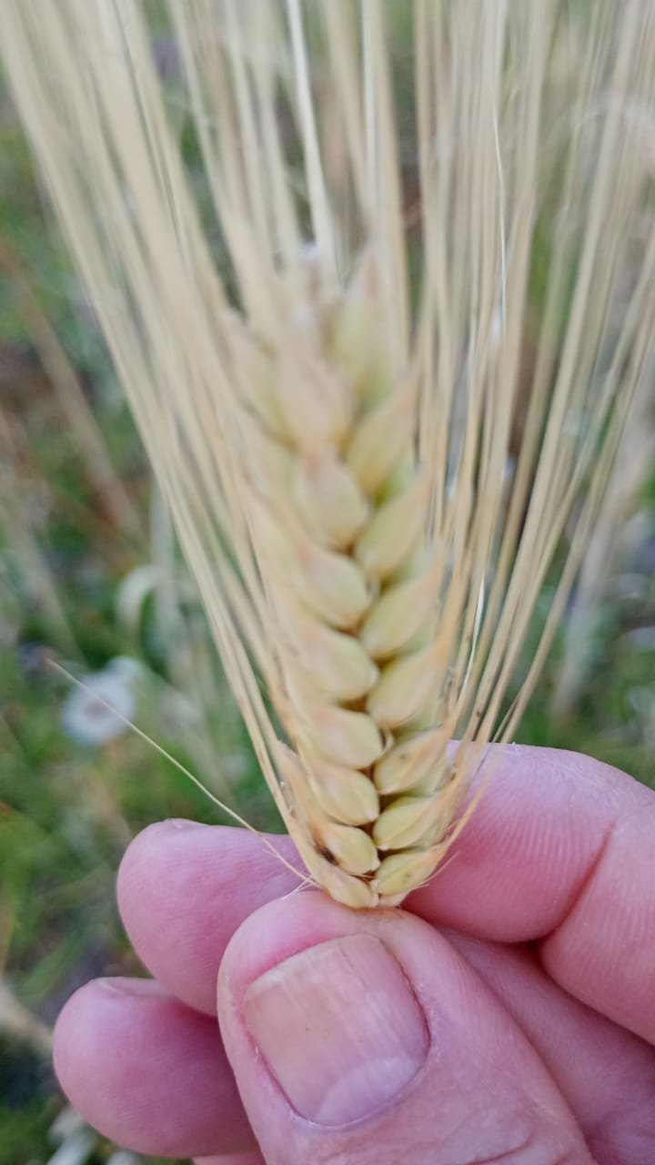Trigo cebada